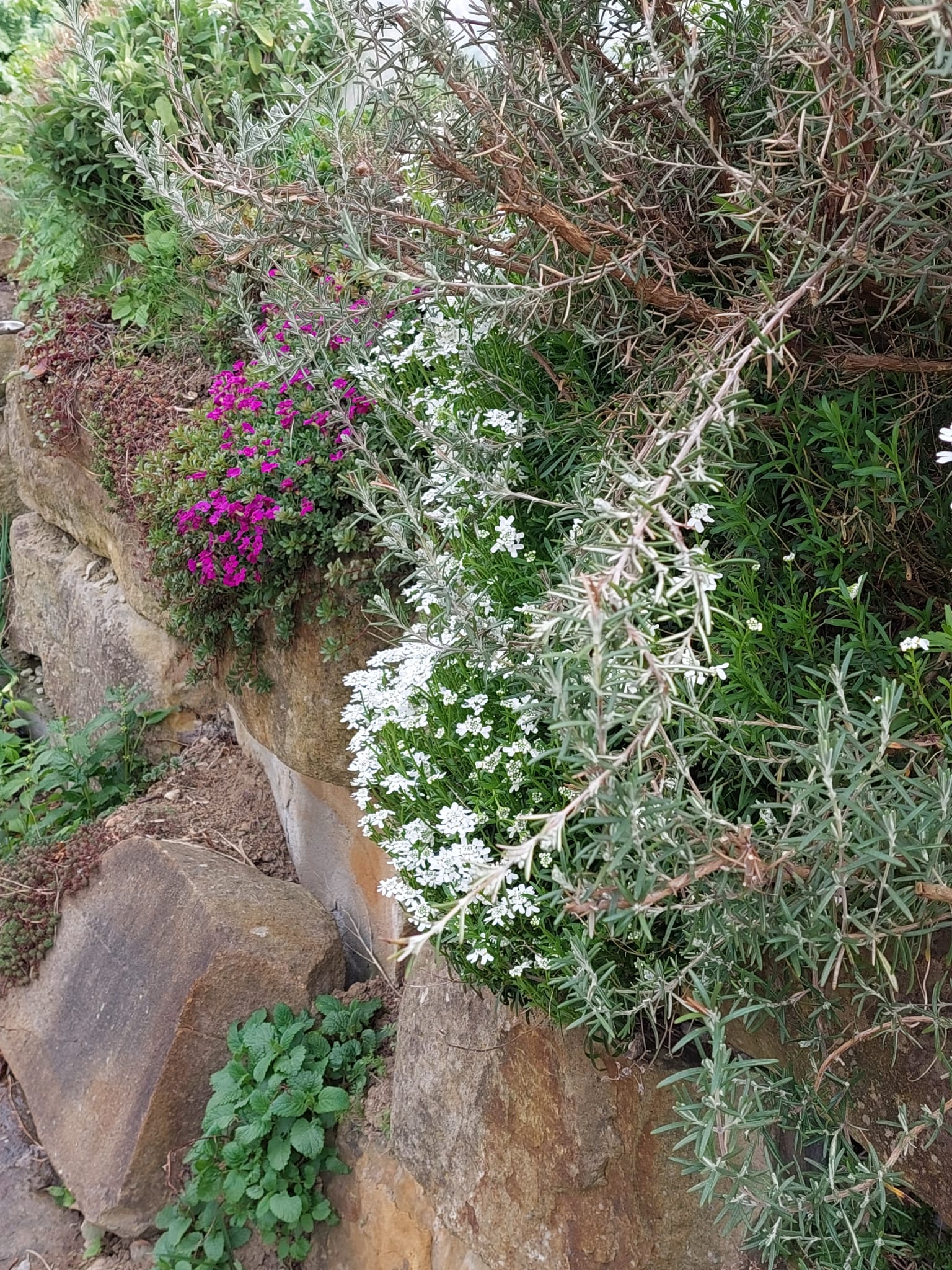 Garten 1 – Gemeinschaftsgarten